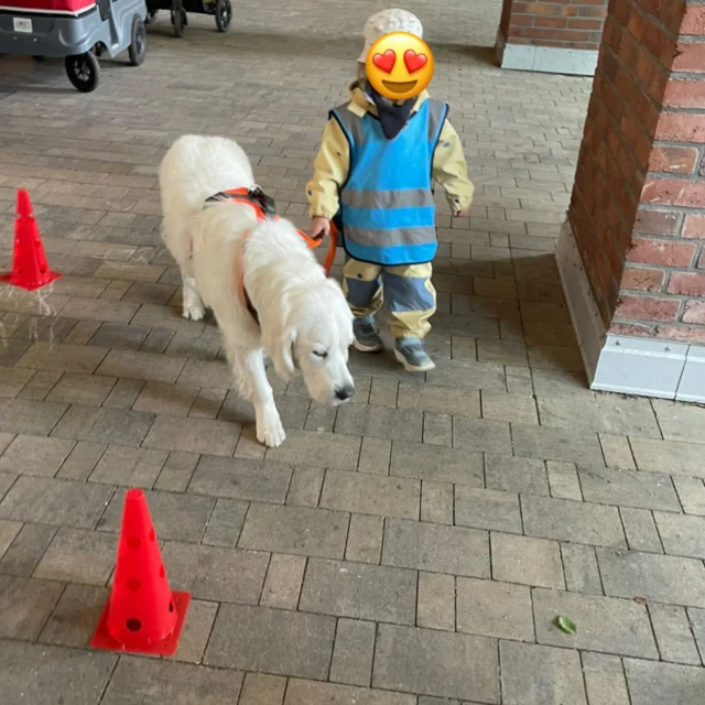 Heute wurde wieder fleißig mit unserem Barnie (8Monate alt) für seine Ausbildung trainiert #tiergestützepädagogik #tiergestützteinterventionen #kitahund #barnie #lumigarten #u3betreuungmitherz